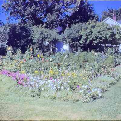 Professor Moore's Garden