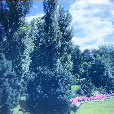 RC Labisky Back Yard 1947