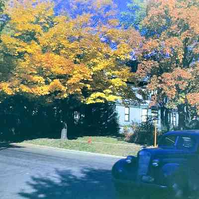 Jussen's Corner Maples