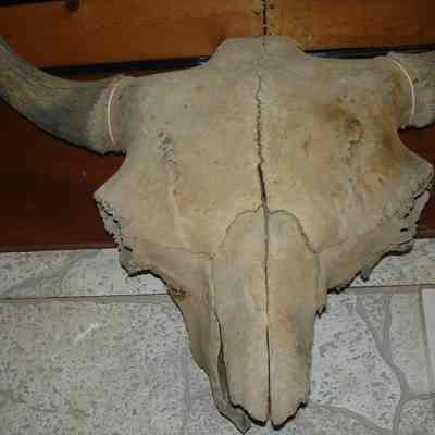Skull, Bison