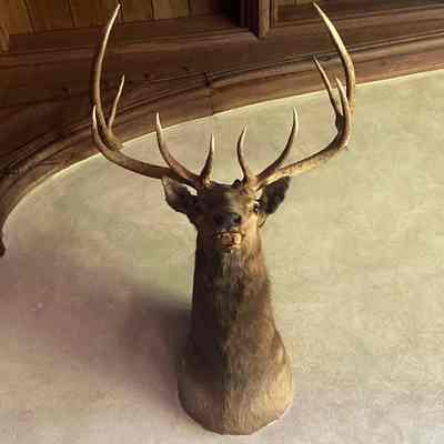 Elk Trophy Head
