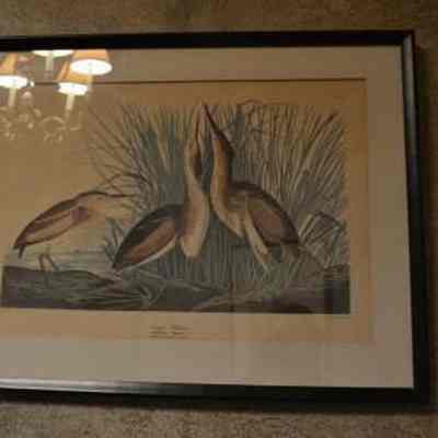 Least Bittern- Ardea Exilis