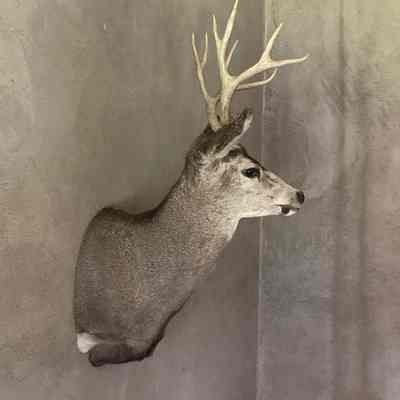 Trophy