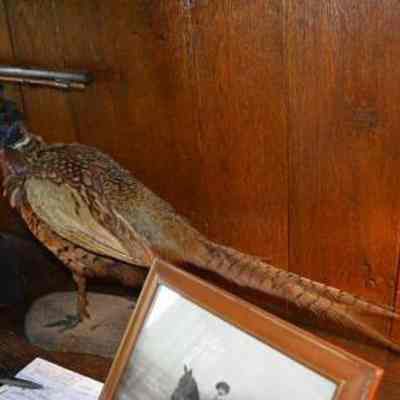 Trophy Game Bird