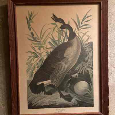 Print, Canada Goose