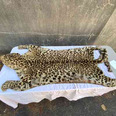 Leopard Skin