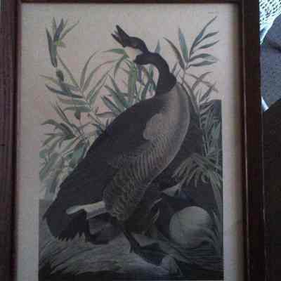 Canada Goose Print