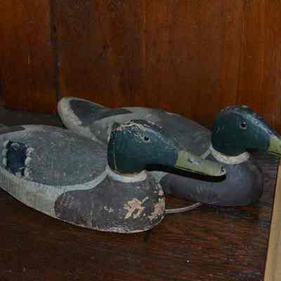 Duck