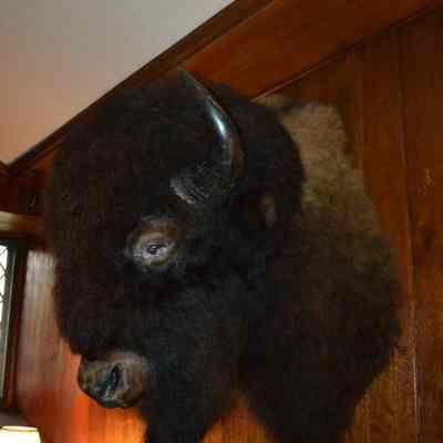 Buffalo Head