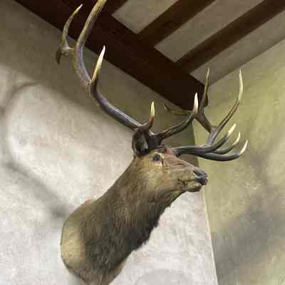 Trophy Head