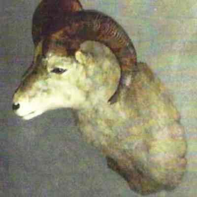 Ram