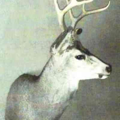 Elk