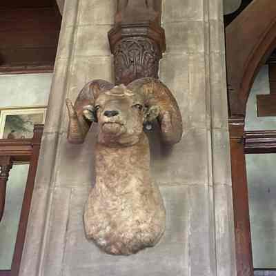 Trophy Head