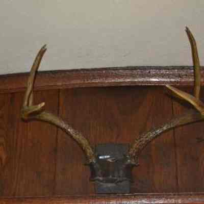 Antlers, Trophy