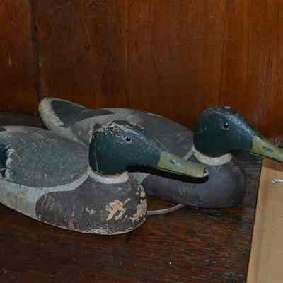 Duck