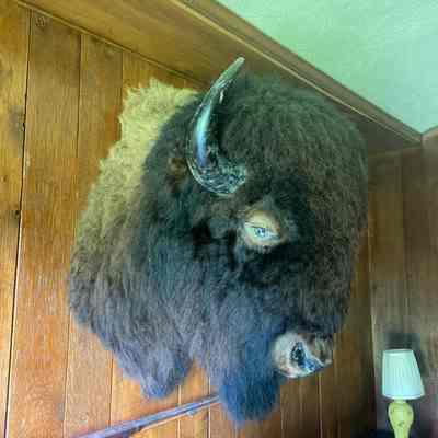 Trophy, Buffalo