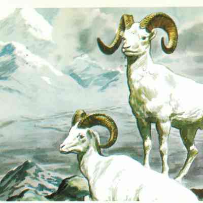 Postcard: Alaska's wildlife is abundant