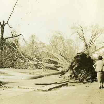 Uprooted trees at Wadawanuck Park