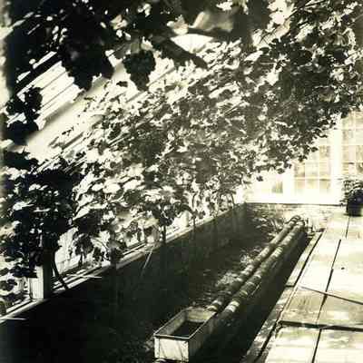 Grapery, 1911