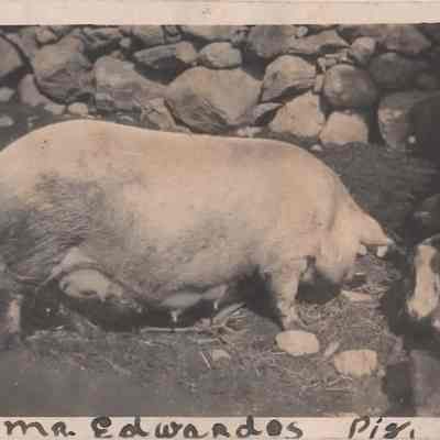Print, Photographic
