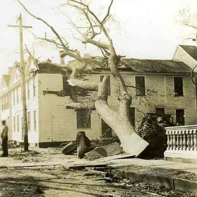Uprootted tree against house