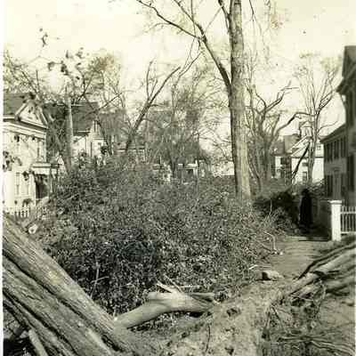 Downed trees on Main Street