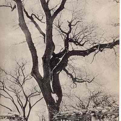 The Whitfield Elm, Stonington CT