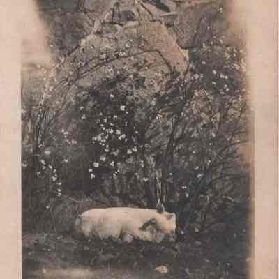 Print, Photographic