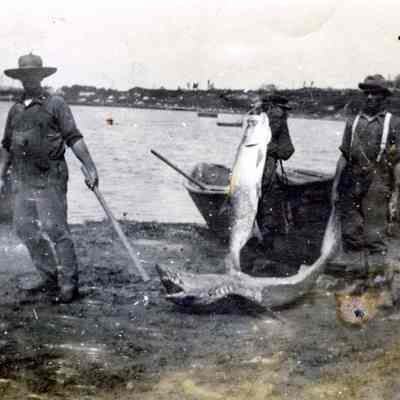 Shark Fishing, 1900