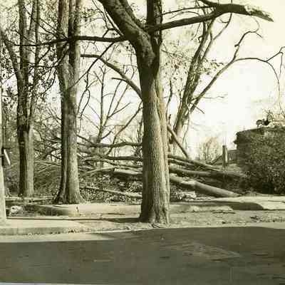 Trees along High and Water Streets