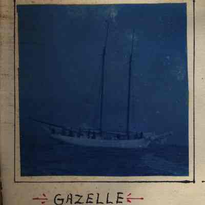 Gazelle
