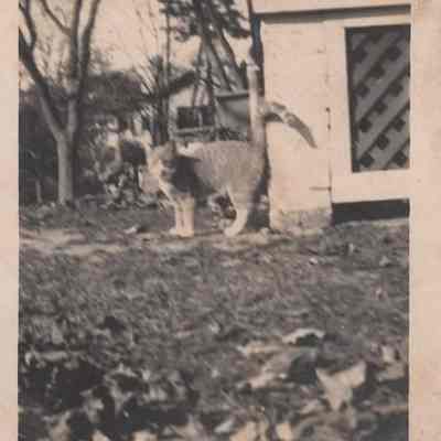 Print, Photographic