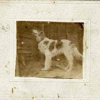 Spotted dog