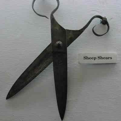 Shears, Sheep