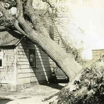 Uprooted tree leaning against house