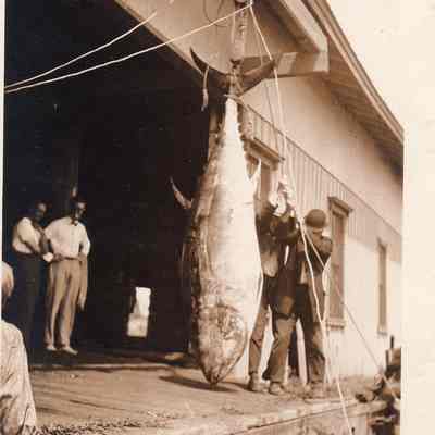 Stonington Fishing