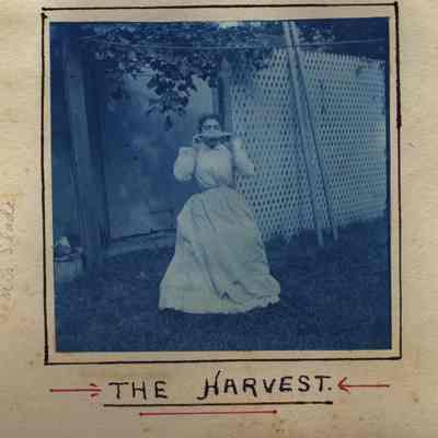 The Harvest