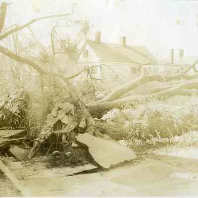 Upended trees