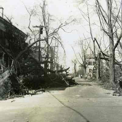 Trees and debris in road