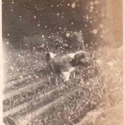 Print, Photographic