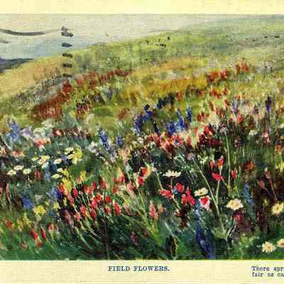 Postcard