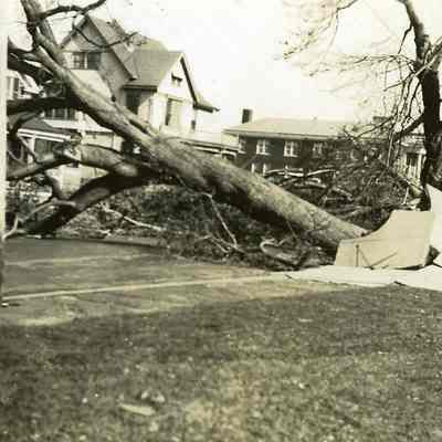 Upended tree in front of buildings