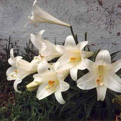 Dorothea Hewitt Gould collection