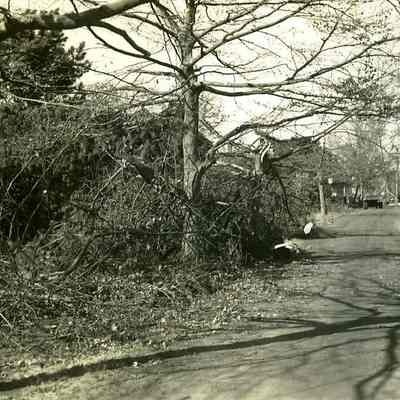 Street with houses and trees