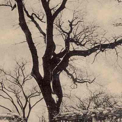 The Whitfield Elm, Stoningtton CT