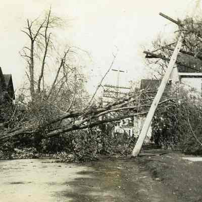 Uprooted trees and utility poles