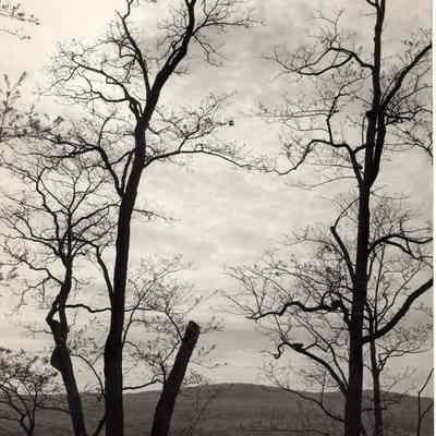 Trees