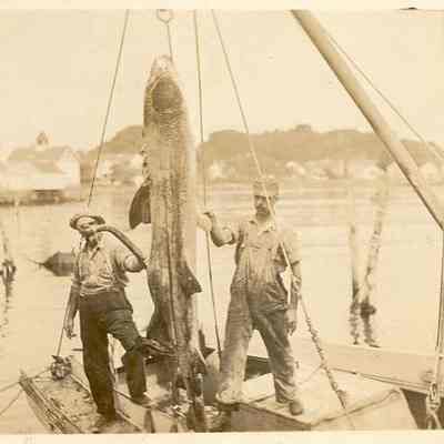 Fishermen with catch, Hancox Street vicinity, Stonington CT