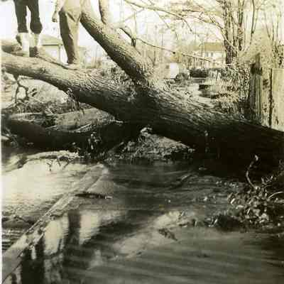 Upended tree with two men standing on it