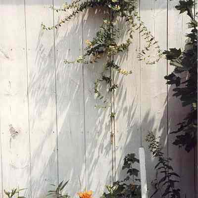 Dorothea Hewitt Gould collection